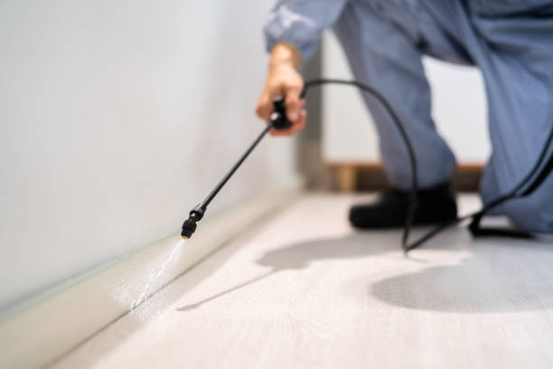 Licensed Wasp Removal service in Brookside Village, TX - Show Me Pest Control