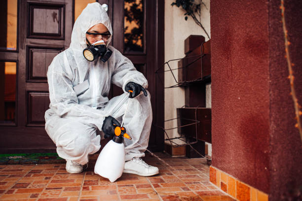 Reliable Wasp Removal contractor in Brookside Village, TX by Show Me Pest Control